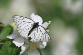 <p>BĚLÁSEK OVOCNÝ (Aporia crataegi) Šluknovsko - Kunratice u Šluknova ---- /Black-veined white butterfly - Baum-Weißling/</p>